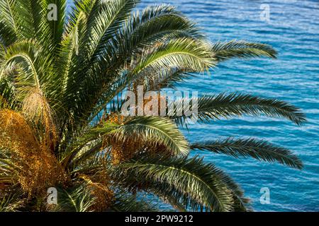 Dubrovnik, Croazia. 30th ago, 2022. Palme visto a Dubrovnik. (Foto di Karol Serewis/SOPA Images/Sipa USA) Credit: Sipa USA/Alamy Live News Foto Stock