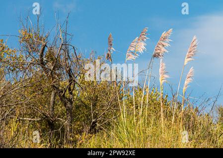 Un maschio europeo stonechat (Saxicola rubicola) che si erige sullo stelo di un erba di pampas che cresce sulle scogliere vicino a Lyme Regis Foto Stock