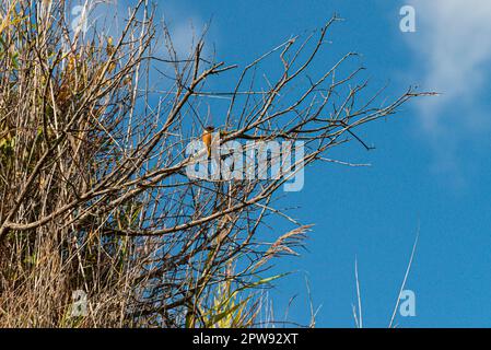 Un maschio europeo stonechat (Saxicola rubicola) che si aggrappa su un ramo Foto Stock