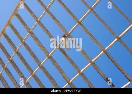 Particolare di una recinzione arrugginita bianca con un lucchetto arrugginito. Cielo blu brillante sullo sfondo. Marsala, Sicilia, Italia. Foto Stock