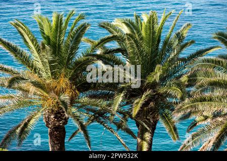 Dubrovnik, Dubrovnik-Neretva, Croazia. 30th ago, 2022. Palme visto a Dubrovnik. (Credit Image: © Karol Serewis/SOPA Images via ZUMA Press Wire) SOLO PER USO EDITORIALE! Non per USO commerciale! Foto Stock