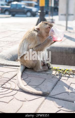 Monkey bere acqua in una tazza, a Loppuri, una provincia nella regione centrale della Thailandia Foto Stock