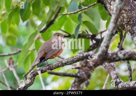 Immagine di una bella Thrush ribelle rufosa nel feeder! (Turdus rufiventris ) conosciuto come 'abiá laranjeira'. Foto Stock