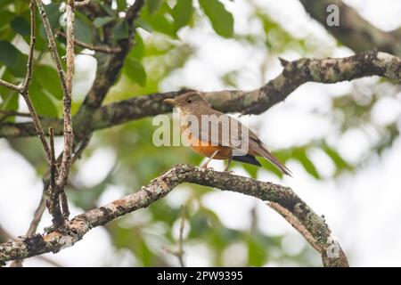 Immagine di una bella Thrush ribelle rufosa nel feeder! (Turdus rufiventris ) conosciuto come 'abiá laranjeira'. Foto Stock