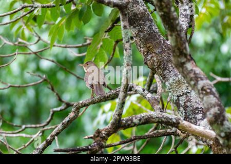 Immagine di una bella Thrush ribelle rufosa nel feeder! (Turdus rufiventris ) conosciuto come 'abiá laranjeira'. Foto Stock
