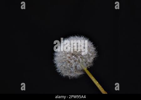 Una foto macro-closeup di un fiore di testa di semi di dente di leone con rugiada o gocce d'acqua sui loro petali di superficie catturati su uno sfondo nero Foto Stock