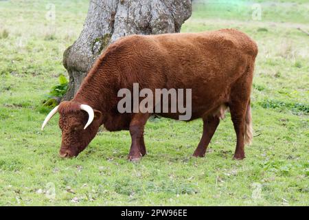 Razza rara, BESTIAME ROSSO RUBINO DEVON a Kingston Lacy estate, Dorset UK nel mese di aprile Foto Stock