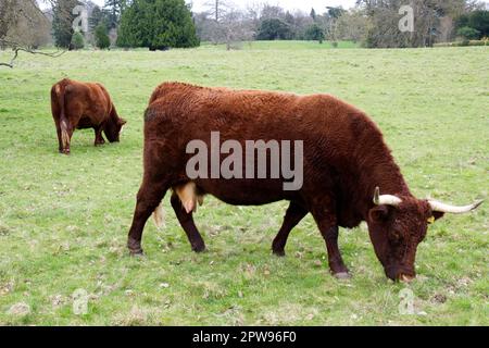 Razza rara, BESTIAME ROSSO RUBINO DEVON a Kingston Lacy estate, Dorset UK nel mese di aprile Foto Stock