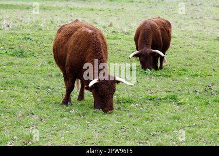 Razza rara, BESTIAME ROSSO RUBINO DEVON a Kingston Lacy estate, Dorset UK nel mese di aprile Foto Stock