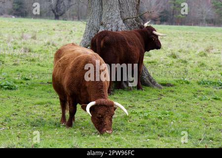 Razza rara, BESTIAME ROSSO RUBINO DEVON a Kingston Lacy estate, Dorset UK nel mese di aprile Foto Stock