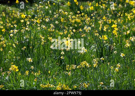 Esposizione primaverile di narcisi (narcissus) naturalizzati in erba nel giardino del Regno Unito aprile Foto Stock