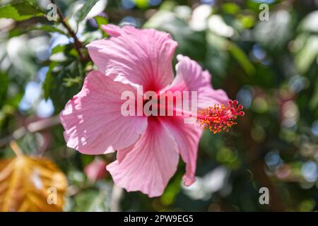 Un primo piano di un fiore di ibisco rosa, preso in Uruguay Foto Stock