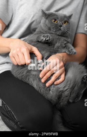 Rifinitura chiodi Cat. Il veterinario taglia le unghie di un gatto di razza britannica. Cura degli animali domestici. La ragazza taglia gli artigli di un gatto grigio primo piano. Foto Stock