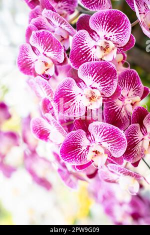 Vista di un gruppo di piccole orchidee Phalaenopsis color magenta e bianco. Foto Stock