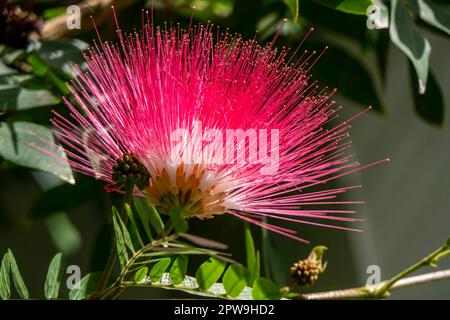 Fiori rosa delicati della fiorente seta persiana o julibrissina di Albizia si avvicinano tra le foglie verdi su uno sfondo sfocato Foto Stock