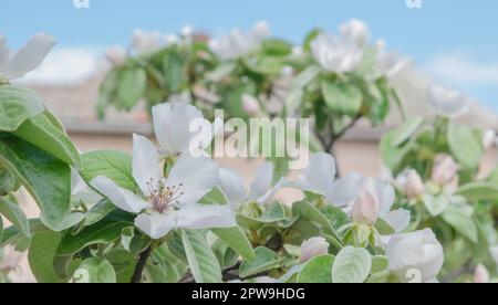 fiori di mela cotogna con foglie, foto scattata in luce naturale Foto Stock