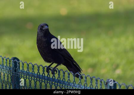 Carrion corvo arroccato su una recinzione di metallo nella soleggiata primavera Bois de Vincennes Park, Parigi, Francia Foto Stock