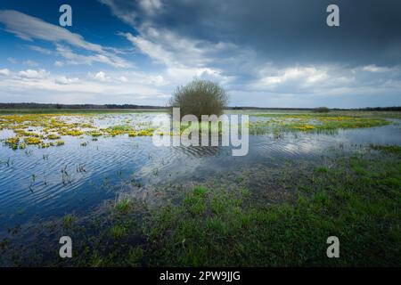 Nuvole su un prato inondato di marigolds, Czulczyce, Polonia Foto Stock