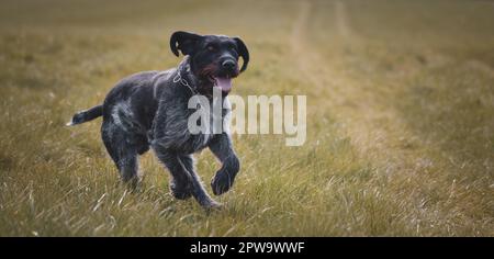 Sako il cane tedesco da caccia con lancetta Foto Stock