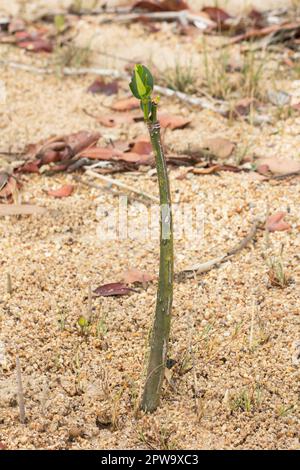 Stelo ipocotiledone di mangrovie arancione che mostra la crescita precoce su una spiaggia.Bruguiera gymnorhiza Elliott Heads Queensland Australia Foto Stock