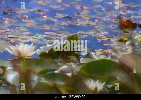 Pittura digitale di un giglio bianco tra le paludi di giglio verde su uno stagno. Foto Stock