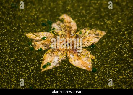 Fiori secchi che galleggiano sull'acqua Foto Stock