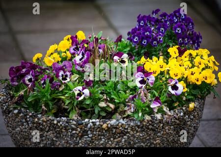 Pantie gialle, viola e viola Foto Stock