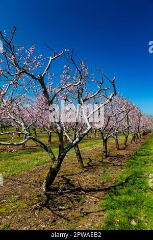 Canada, Ontario, Penisola del Niagara, Peach Orchard in primavera fioriscono. Foto Stock