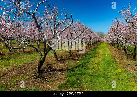 Canada, Ontario, Penisola del Niagara, Peach Orchard in primavera fioriscono. Foto Stock