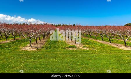 Canada, Ontario, Penisola del Niagara, Peach Orchard in primavera fioriscono. Foto Stock