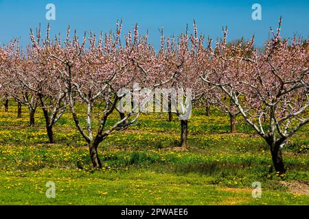 Canada, Ontario, Penisola del Niagara, Peach Orchard in primavera fioriscono. Foto Stock