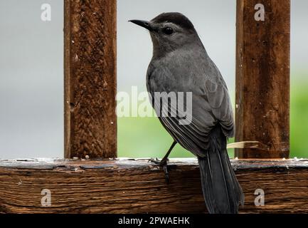 Un Gray Catburd sul ponte sul cortile Foto Stock