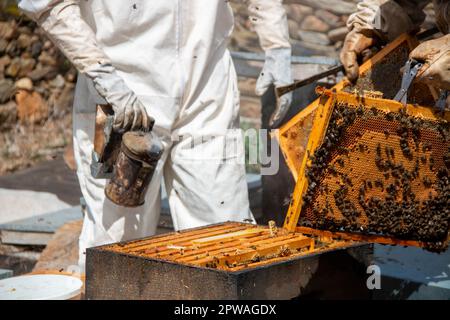 Apicoltore che lavora nelle alveari. Potete vedere i favi del miele, le immagini ed altri particolari dell'habitat delle api del miele Foto Stock