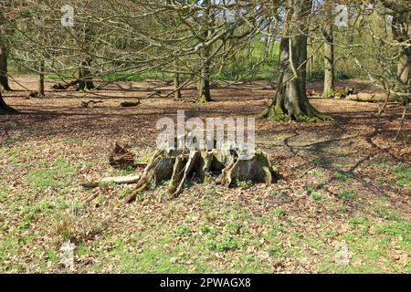 I resti di un tronco d'albero coperto di muschio in un paesaggio boschivo Foto Stock