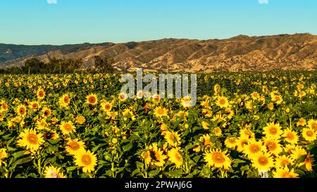 Un campo giallo brillante di girasoli in piena fioritura nella contea di Yolo, California. Foto Stock