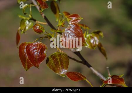 Concetto di primavera e nuova vita per un design naturale. Ramo con giovani foglie brune di pioppo. Populus x canadensis. Foglia di nero a forma di cuore brillante Foto Stock