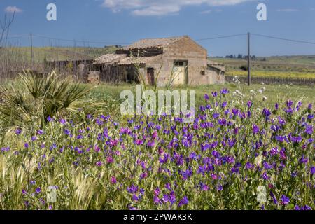 Echium di colore violetto brigt, che cresce selvaggio su un prato. Casa colonica abbandonata in background. Cielo blu con nuvola bianca in primavera. Parrini, Sici Foto Stock