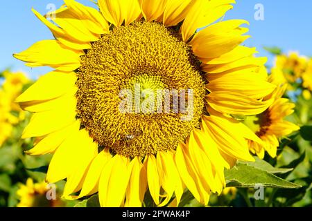 Un girasole giallo brillante con due api in cerca di polline nella contea di Yolo, California vicino a Winters. Foto Stock