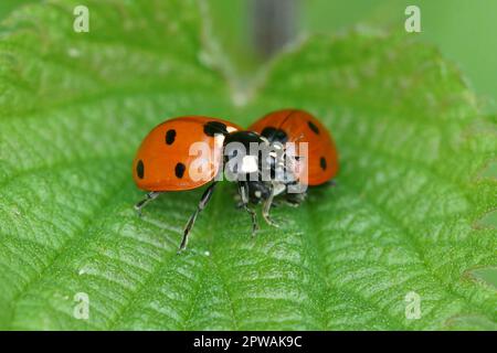 Primo piano colorato naturale su 2 ladybirds rossi brillanti a sette macchie, Coccinella settempunctata, seduti su una foglia verde Foto Stock