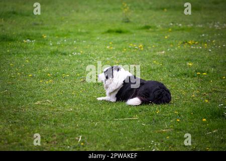 Border Collie, cane da fattoria Foto Stock