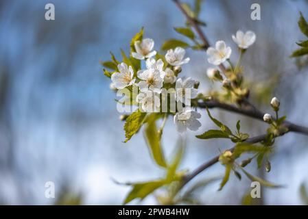 Ciliegia dolce in fiore (Prunus avium) in primavera Foto Stock