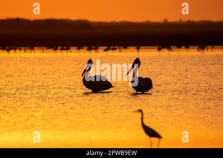 Una silhouette di pellicano fatturato spot in piedi nella bassa marea di rann di kutch con un bel cielo tramonto sullo sfondo Foto Stock