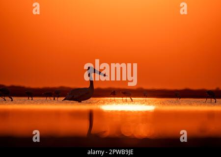 Una silhouette di pellicano fatturato spot in piedi nella bassa marea di rann di kutch con un bel cielo tramonto sullo sfondo Foto Stock