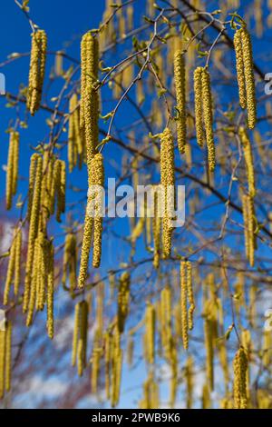 Cetrioli maschi appesi ad un Birch Tree bianco in primavera con cetrioli femmine eretti immaturi Foto Stock