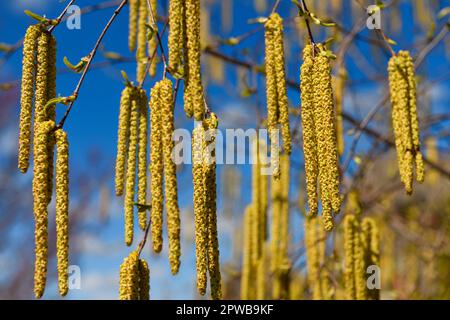 Primo piano di fiori di catkins maschio gialli appesi ad un albero di Birch bianco in primavera con catkins femmina verde eretto immaturo Foto Stock