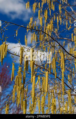 Giallo maschio catkins fiori appesi da un albero di Birch bianco in primavera con immaturo verticale femmina catkins Foto Stock