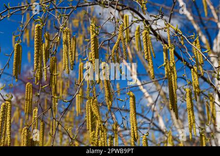 Cetrioli maschi appesi ad un albero di betulla di carta con corteccia bianca in primavera con cetrioli femmine eretti immaturi Foto Stock