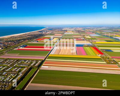 High Angle Drone punto di vista sui campi di fiori a Petten, Olanda del Nord, Paesi Bassi a fine aprile. Il Mare del Nord è visibile a sinistra. Foto Stock