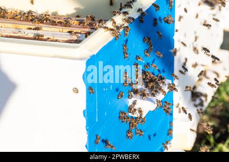 alveare di legno. le api volano dentro e fuori, ciascuno contribuisce alla crescita e alla produttività dell'alveare Foto Stock