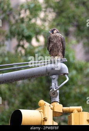 Young Peregrine Falcon in cima ad un semaforo a New York City Foto Stock